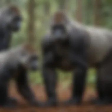 Social Dynamics Among Silverbacks A group of silverback gorillas interacting with each other, illustrating their complex social dynamics.