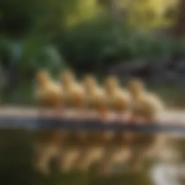 Cheerful Ducklings Waddling A group of cheerful ducklings waddling near a pond