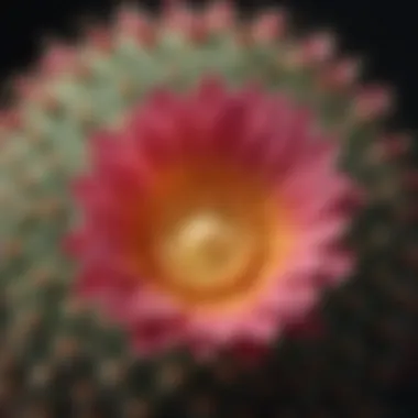 Beauty of Cactus Flowers Close-up of a cactus flower, showcasing its unique structure