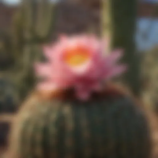 A vibrant collection of Arizona cacti in their natural habitat