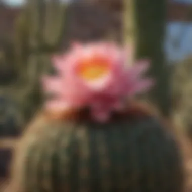 Diverse Cacti Species of Arizona A vibrant collection of Arizona cacti in their natural habitat