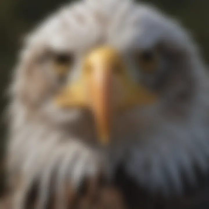 Close-up of a bald eagle showcasing its distinctive white head