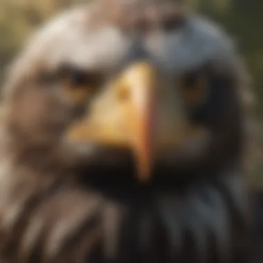 Bald eagle in its natural habitat, highlighting its ecological role