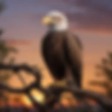 Bald eagle perched proudly on a tree branch against a sunset