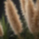 Close-up view of Pampas grass plumes swaying in the breeze, showcasing their delicate structure and texture.