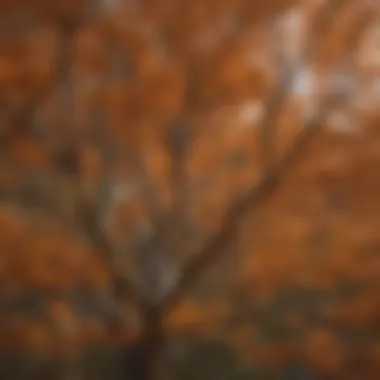 A detailed view of brown tree leaves and branches showcasing their unique structure.