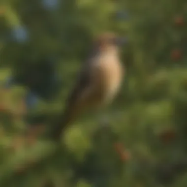 A cedar waxwing in its natural habitat, surrounded by lush foliage, emphasizing its ecological environment.