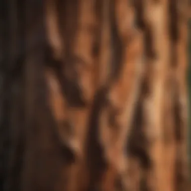 Close-up of the unique bark texture of the coastal redwood