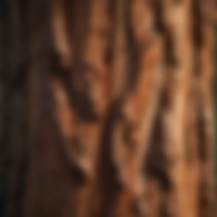 Close-up of the unique bark texture of the coastal redwood