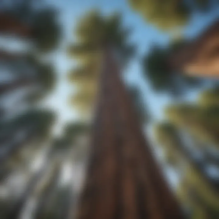 Majestic coastal redwood towering against a clear blue sky