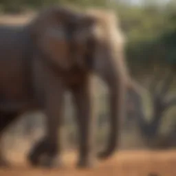 Majestic African elephant in its natural habitat