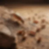 Close-up view of termite feeding on wood