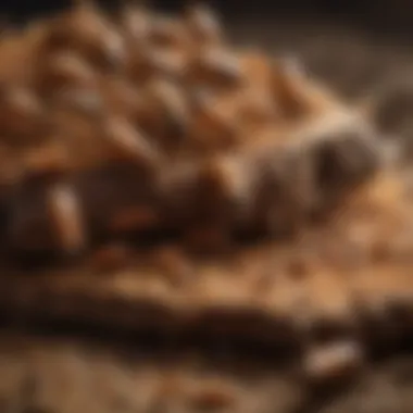 Cultural Use of Termites as Food Cultural representation of termites as a food source
