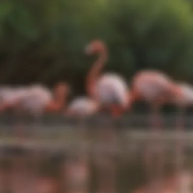 Impact of Climate Change on Flamingo Habitats A barren habitat affected by climate change, illustrating the challenges faced by flamingos.