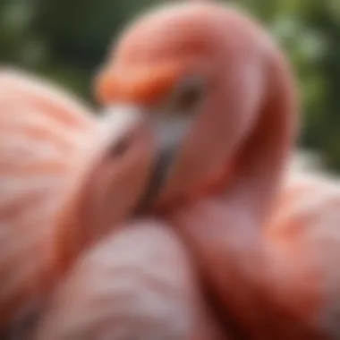 A close-up view of a flamingo with its unique beak, highlighting its distinct features.