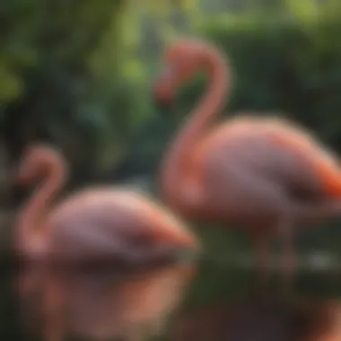 Conservationists engaging in efforts to safeguard flamingo populations.