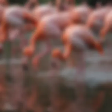 Flock of Flamingos in Their Natural Habitat A vibrant flock of flamingos wading in shallow water, showcasing their stunning pink feathers.