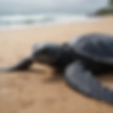 Side view of a leatherback turtle on sandy beach