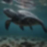 Leatherback turtle swimming gracefully in ocean depths