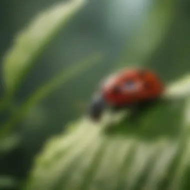 Natural Habitat of Ladybugs A ladybug resting on a leaf, highlighting its bright coloration against a natural background.
