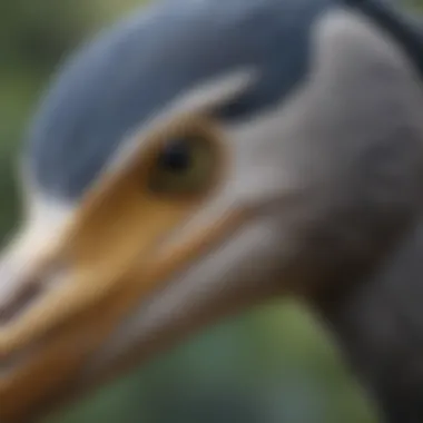 Detailing in the Design of a Blue Heron Decoy A close-up view of the intricate details on a blue heron decoy