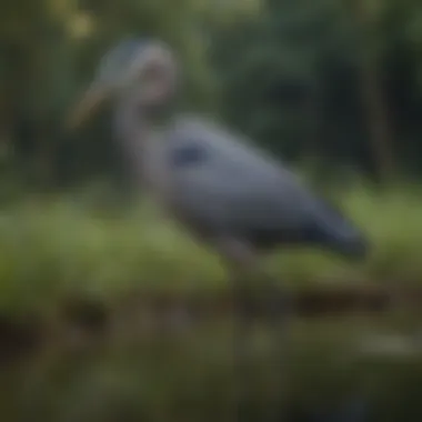 An educational display comparing a real blue heron and its decoy counterpart