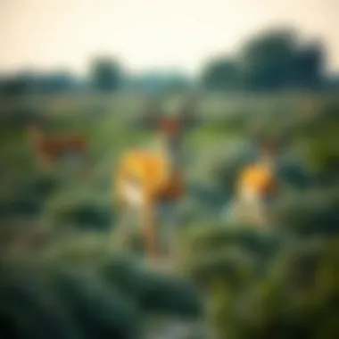 An artistic representation of the ecological role of gazelles in the ecosystem