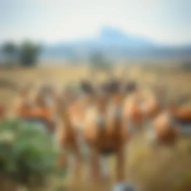 A herd of gazelles in their natural habitat, illustrating social behavior