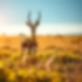 A majestic gazelle standing gracefully in a sunlit savanna