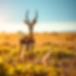 A majestic gazelle standing gracefully in a sunlit savanna