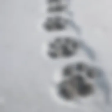 Wolf Paw Prints in Snow A close-up of a wolf's paw prints in the snow, illustrating its adaptation to cold climates.