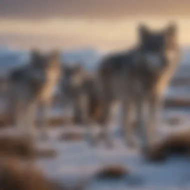 Wolves in the Tundra Environment A pack of wolves traversing an open tundra landscape under a clear sky.