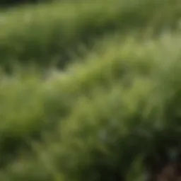 Close-up of grass showing discoloration due to dog urine