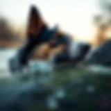 The Impact of Fish Oil on Human and Canine Health Introduction