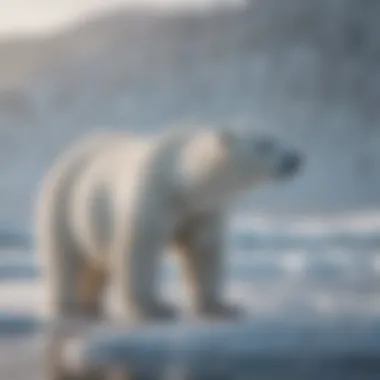 A polar bear navigating a shrinking ice landscape