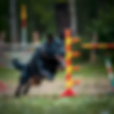 A Black German Shepherd engaged in an agility training session, demonstrating its athleticism
