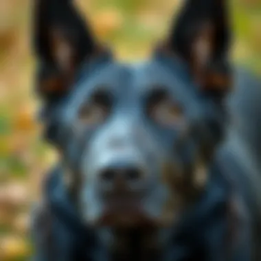 Intelligent Gaze of a Black German Shepherd Close-up of a Black German Shepherd's expressive eyes showcasing intelligence