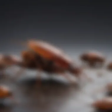 Behavioral Patterns of Cockroaches Depiction of cockroach behavior in its natural habitat, showcasing movement and interaction