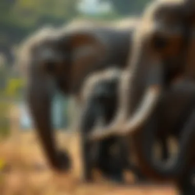 The Bonds of the Herd: Elephants in Unity A group of elephants interacting in the savanna, highlighting their social structures and emotional bonds.