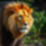 A majestic lion in its natural habitat, embodying the strength of wild animals.