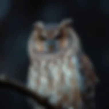 Wisdom of the Night: The Owl A close-up of a wise owl perched on a branch, representing the intelligence of wildlife.