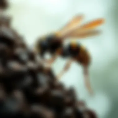 Notable The Intricate Craft of Wasp Nest Building
