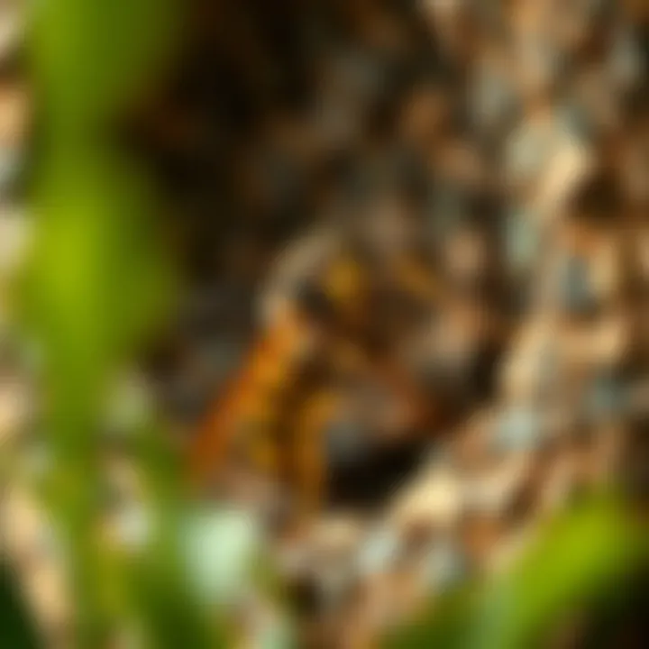 The Intricate Craft of Wasp Nest Building Summary