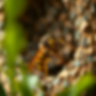 The Intricate Craft of Wasp Nest Building Summary The Intricate Craft of Wasp Nest Building Summary