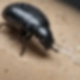 Close-up view of a small black beetle adorned with white spots.