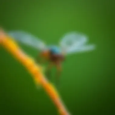 Notable The Intriguing World of Water Flies