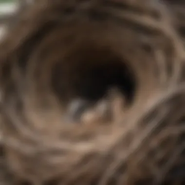 A close-up of a hornero nest, highlighting its unique construction