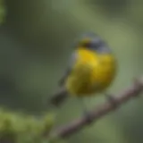 Magnolia Warbler perched on a branch