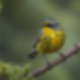 Magnolia Warbler perched on a branch