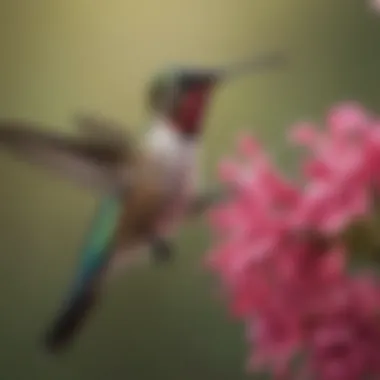 A close-up of a hummingbird perched on a flower, illustrating its feeding behavior during migration.